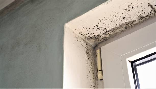 Mold Documentation for Insurance Claims in Raymond, IL