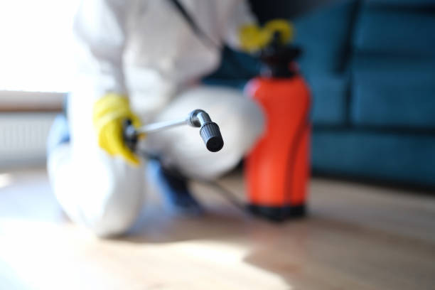 Professional Mold Removal in Raymond, IL